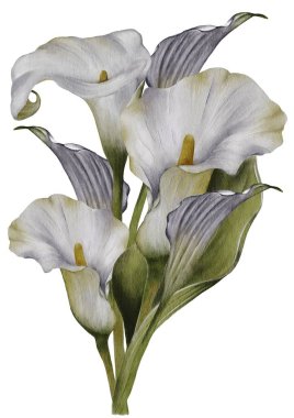 Zarif zambaklar beyaz arka planda güzelce yerleştirilmiş.