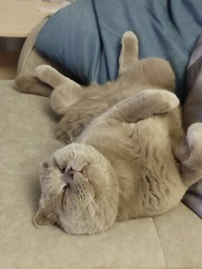 Gri bir kedi, öğleden sonraları rahat bir oturma odasındaki kanepede huzur içinde uyuyor.