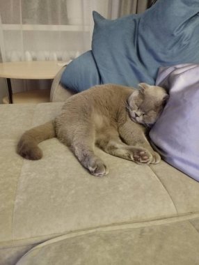 Kedi rahat bir oturma odasında yumuşak yastıklarla rahat bir kanepede uyuyor.