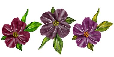 Hand-painted purple and burgundy flowers with green leaves on a white background clipart