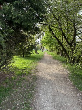 Canlı ağaçlarla kaplı huzurlu bir toprak yol güneşli bir günde sakin bir yürüyüşe davet eder..