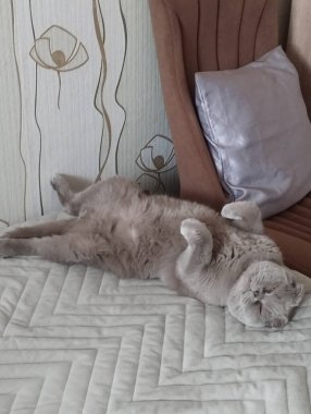 Gri bir İskoç kedisi öğleden sonra uykusuna yatar yumuşak bir yorganın üzerinde, sıcaklığın ve konforun tadını çıkarır..