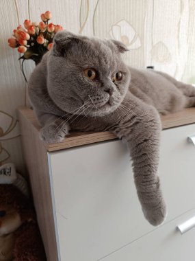 A gray Scottish cat with unique paddle ears lounges comfortably on a wooden chest, showcasing its striking features. clipart