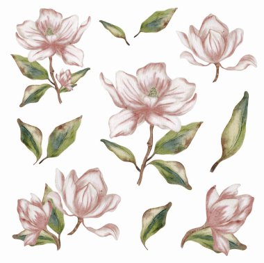 Narin suluboya manolya çiçekleri ve yapraklar yeşil tonlarla birleştirilmiş yumuşak pembe renkler sergiler..