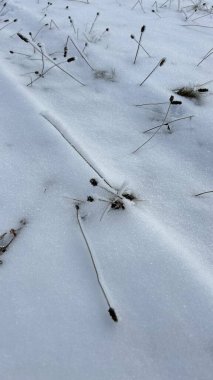 Yumuşak kar kıvrımları yeryüzünü kaplıyor, sakin bir kış manzarasında çimen ve dalların izlerini ortaya çıkarıyor..