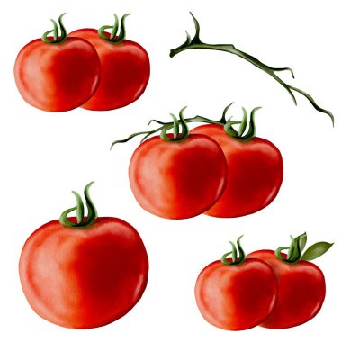 Beyaz arka planda izole edilmiş renkli suluboya domatesler, canlı kırmızı renkleri ve doğal ayrıntılarını gözler önüne seriyor..