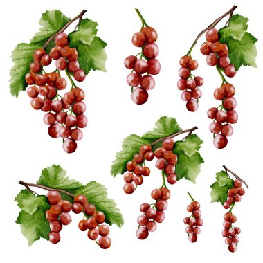 Bu koleksiyonda, olgun meyve ve yeşil yapraklar sergilenen, kağıt tasarımı için mükemmel kırmızı frenk üzümü çizimleri yer alıyor..