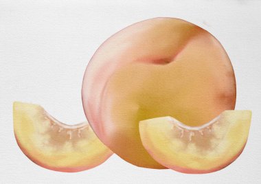 Yumuşak şeftali rengi suluboya sanat eserleri şeftali ve dilimler sergiler, kumaş veya ambalaj tasarımları için idealdir..