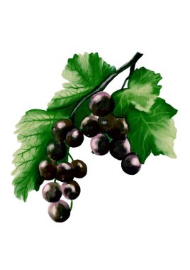 Bu tasarım, beyaz arka planda yeşil yapraklı bir kuşüzümü sergiliyor. Baskı için mükemmel..