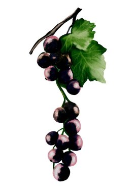 Suluboya resimlerinde, kumaş ve duvar kağıdı tasarımları için ideal, canlı yeşil yapraklı bir kuşüzümü kümesi sergileniyor..