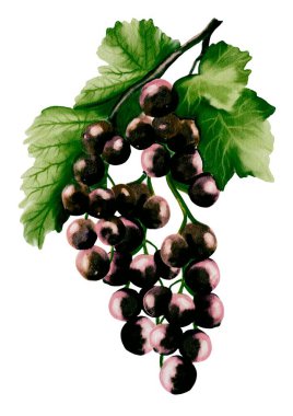 Yapraklı kuşüzümü suluboya çizimi, tekstil, ambalaj ve duvar kağıdı tasarımları için mükemmel..