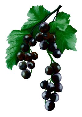 Yemyeşil yapraklı kuşüzümü kumaş ve ambalaj kağıdı için mükemmel bir suluboya deseni oluşturur..