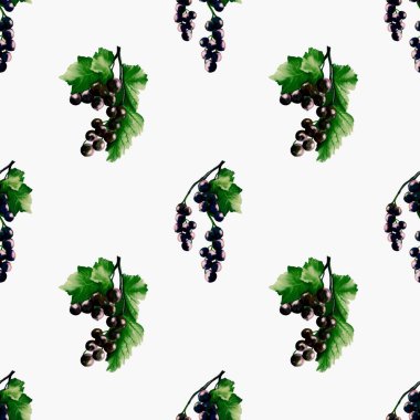 Canlı yeşil yaprakları olan ince kuşüzümü dalları temiz beyaz arka planda pürüzsüz bir suluboya deseni oluşturur..