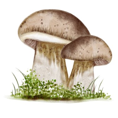 Bu suluboya sanat eserinde, sonbahar desenleri ve tekstil için mükemmel, yemyeşil çimlerin arasında büyüyen iki mantar sergileniyor..