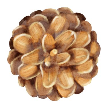 Çam kozalaklarının canlı suluboya çizimi. Sıcak sonbahar renkleri, kumaş ve duvar kağıdı tasarımları için mükemmel..