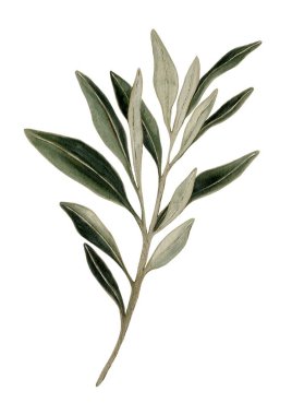 Narin suluboya zeytin yaprakları kumaş, hediye paketi ve çeşitli tasarım projeleri için kusursuz bir desen oluşturur..