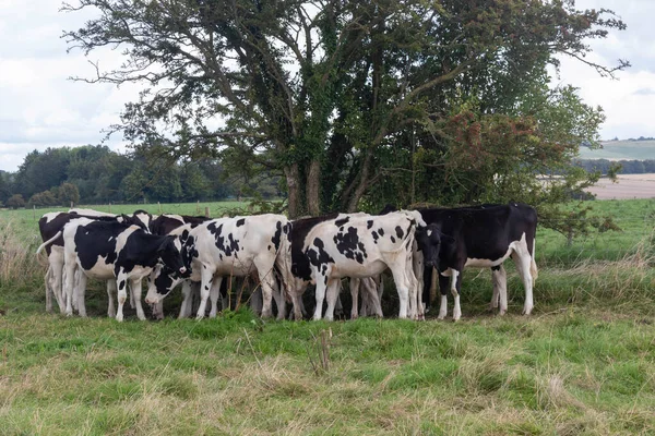 Avebury Wiltshire Ngiltere Yakınlarında Sığır Otlatıyor — Stok fotoğraf