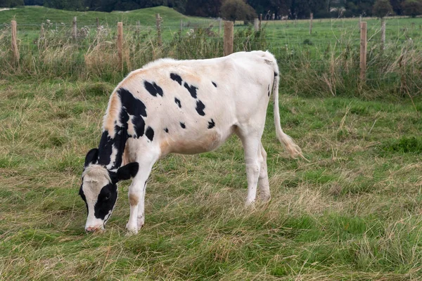 Cattle Grazing Avebury Wiltshire — Stock Photo, Image