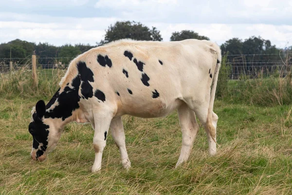 Avebury Wiltshire Ngiltere Yakınlarında Sığır Otlatıyor — Stok fotoğraf