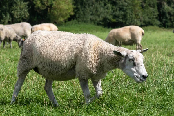イギリスのウィルトシャー州アベヴリー近くの羊の放牧 — ストック写真