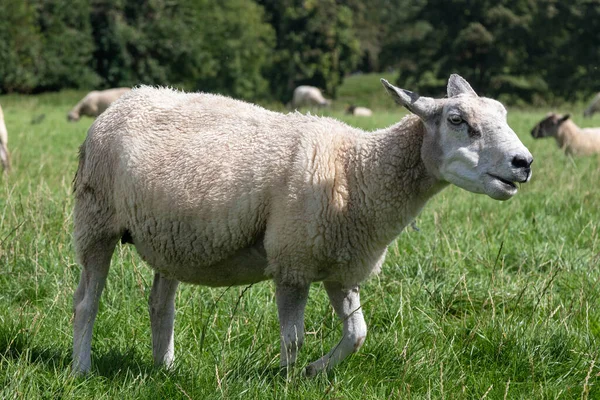 Ngiltere Wiltshire Avebury Yakınlarında Koyun Otlatılıyor — Stok fotoğraf