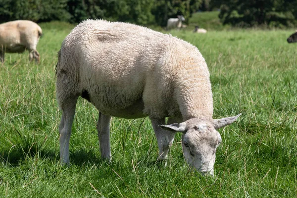 Овцы Пасутся Рядом Авебери Уилтшир Великобритания — стоковое фото