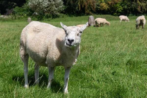 Овцы Пасутся Рядом Авебери Уилтшир Великобритания — стоковое фото