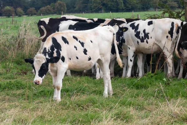 イギリスのウィルトシャー州アベヴェリー近くの牧畜牛 — ストック写真