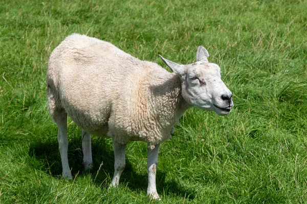 Pecore Pascolo Vicino Avebury Wiltshire Regno Unito — Foto Stock