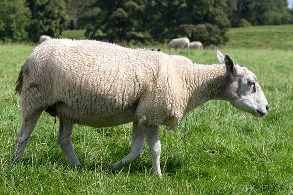 イギリスのウィルトシャー州アベヴリー近くの羊の放牧 — ストック写真