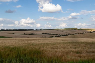 İngiltere, Wiltshire 'da ekinlerin yetiştiği tarım arazileri