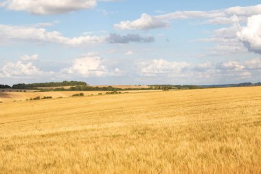 İngiltere, Wiltshire 'da ekinlerin yetiştiği tarım arazileri