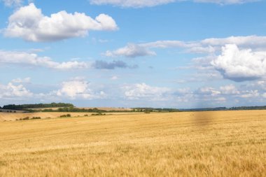 İngiltere, Wiltshire 'da ekinlerin yetiştiği tarım arazileri