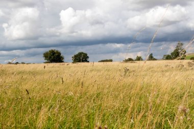 İngiltere, Wiltshire 'da tarım alanları