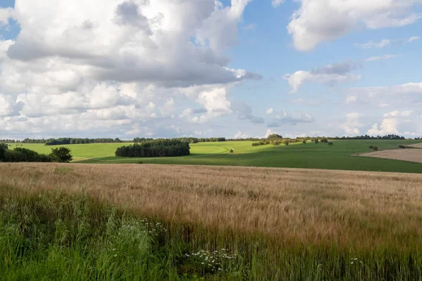 Jordbruksmark Med Grödor Som Odlas Wiltshire Förenade Kungariket — Stockfoto