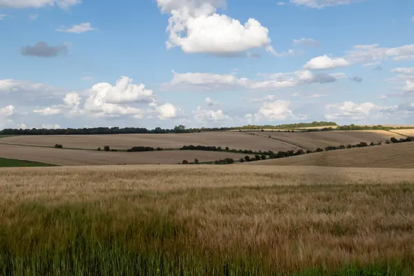 Jordbruksmark Med Grödor Som Odlas Wiltshire Förenade Kungariket — Stockfoto