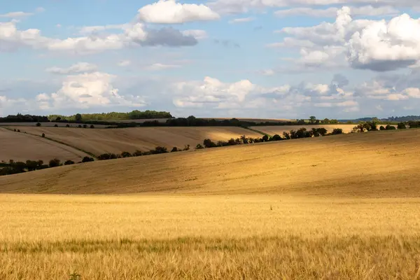 Jordbruksmark Med Grödor Som Odlas Wiltshire Förenade Kungariket — Stockfoto