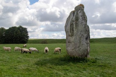 İngiltere 'nin Wiltshire şehrinde bulunan Unesco Dünya Mirası Avebury Taş Çemberi' nin etrafında otlayan koyunlar.