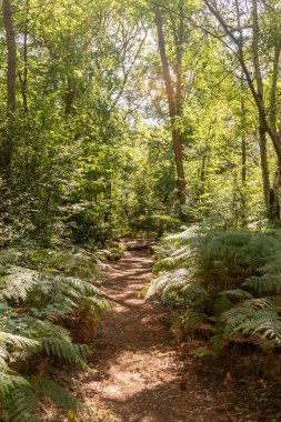 Bir yaz günü bir ormanda yürüyüş yapmak.