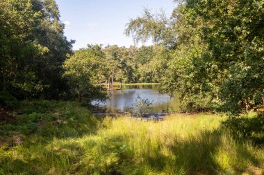 Bir yaz gününde, bir ormanın ortasında gölet