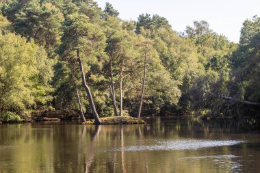 Bir yaz gününde, bir ormanın ortasında gölet
