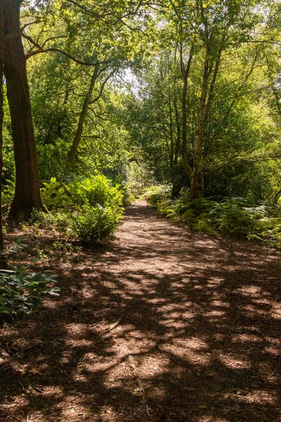 Sentier Pédestre Forêt Jour Été — Photo