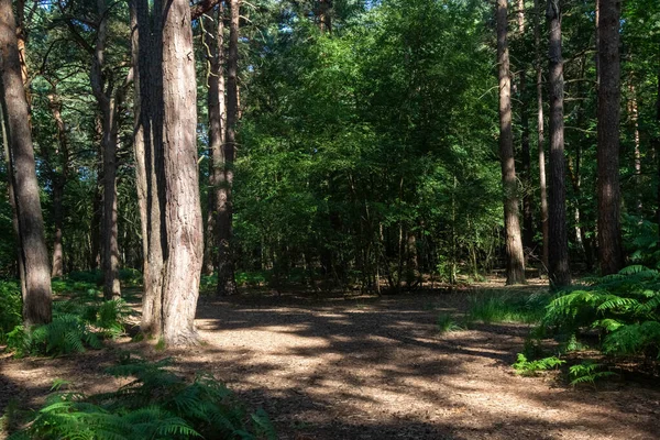 Sentier Pédestre Forêt Jour Été — Photo