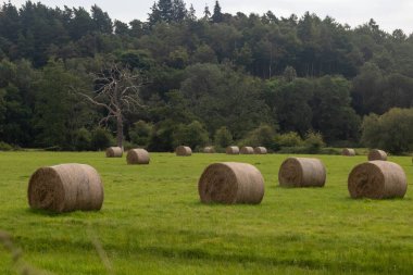 Surrey UK, Farnham yakınlarındaki bir arazide saman balyaları..