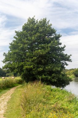 Parkland, Waverley Abbey harabelerinin yanında, Farnham, Surrey yakınlarında.