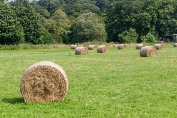 stock image Round bales of hay,  in a field located near Farnham, Surrey UK.