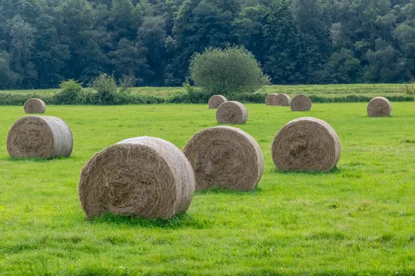 stock image Round bales of hay,  in a field located near Farnham, Surrey UK.