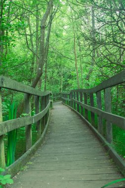 Şehir parkında bataklık üzerinde doğa yolunda bir tahta yürüyüş.