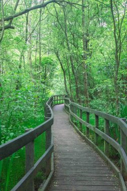 Şehir parkında bataklık üzerinde doğa yolunda bir tahta yürüyüş.