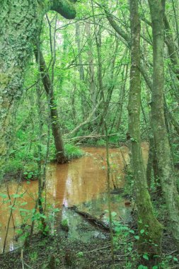 Şehir parkındaki bir doğa patikasının bataklıkları.
